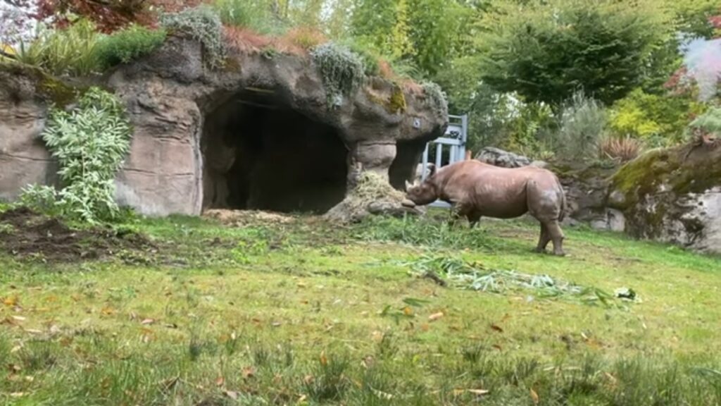 Oregon Zoo Rhinoceros King 02