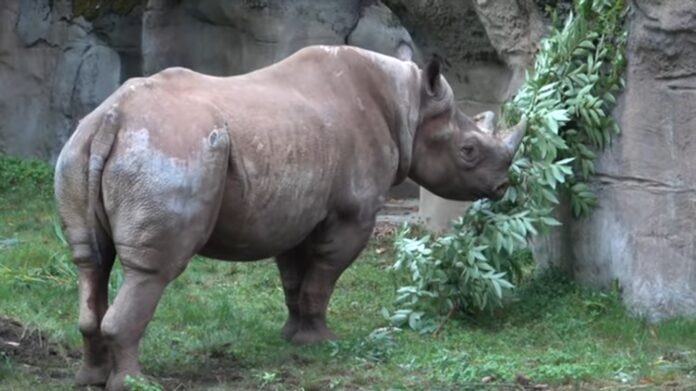 Oregon Zoo Rhinoceros King 03