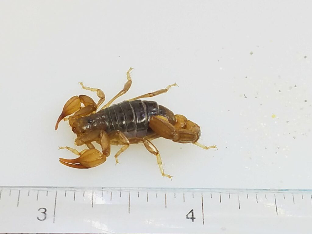 illegally imported scorpions size