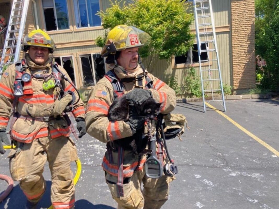 firefighters save cats apartment fire