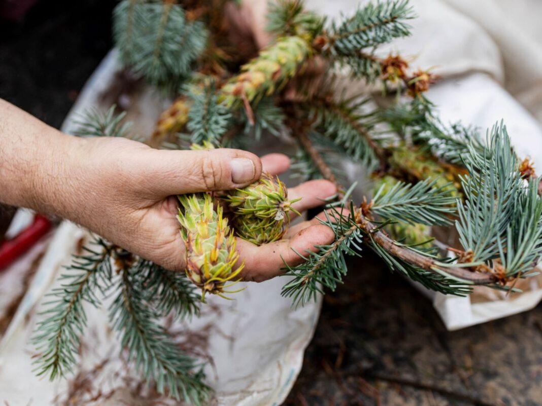 seed orchard genetic mastery douglas fir