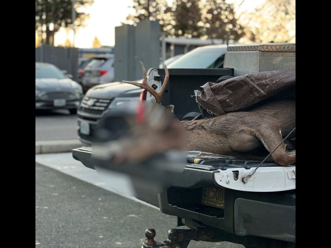 dead deer on the truck bed of the suspect