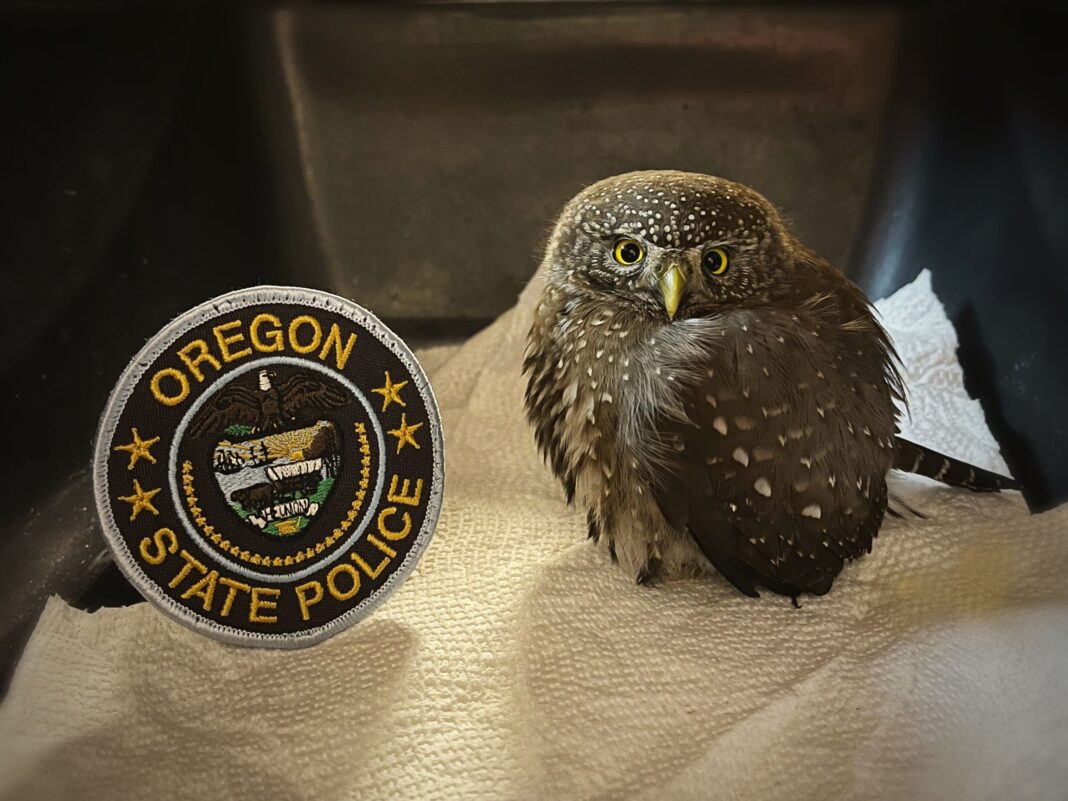 northern pygmy owl rescued by state police