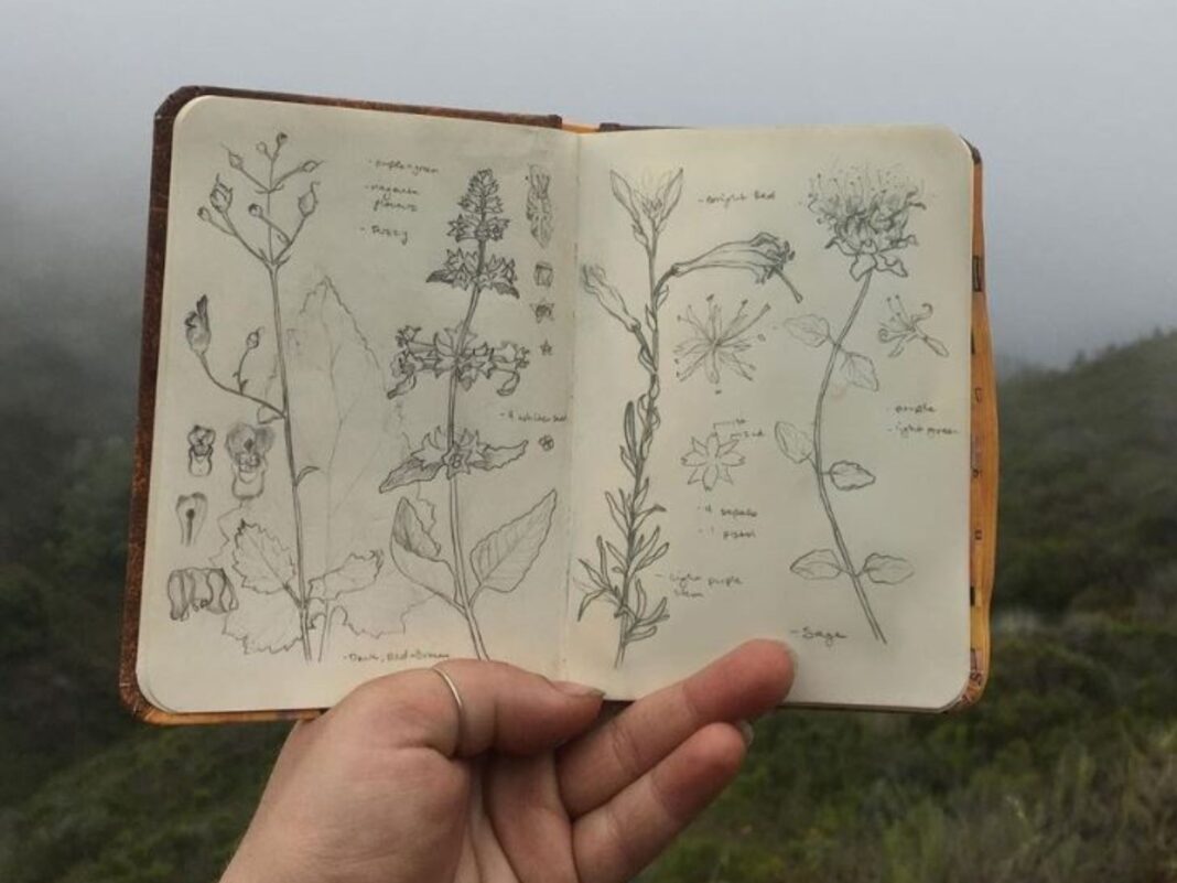 Serena Richelle drawings scientific illustrator
