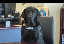 Gresham Police hosts third annual Dog Days of Summer Gresham PD comfort dog Tagg hosts dog days of summer event